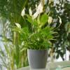 Spathiphyllum, Espatifilo Cuna de Moiss