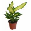 Dieffenbachia