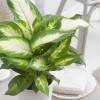 Dieffenbachia