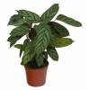 Calathea 'Compactstar' - C12