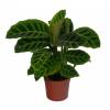 Calathea, follaje de cebra