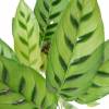 Calathea, follaje de cebra