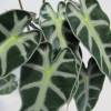 Alocasia negra, Alocasia amaznica