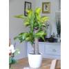 Dracaena massangeana