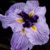 Iris japonés 'Caprician Butterfly'