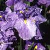 Iris japons 'Dainagon'