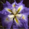 Iris japons 'Ocean Mist'