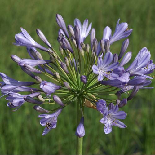 Agapanto azul : venta Agapanto azul / Agapanthus hyacintho
