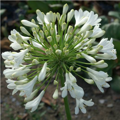 Agapanto blanco : venta Agapanto blanco / Agapanthus alba