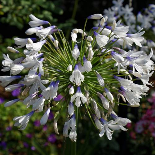 Agapanto 'Queen Mum' : venta Agapanto 'Queen Mum' / Agapanthus Queen Mum