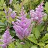 Astilbe Rosa