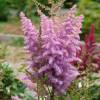 Astilbe Rosa