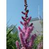 Astilbe Rosa