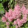 Astilbe Rosa