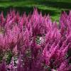 Astilbe Rosa