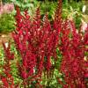 Astilbe Rojo