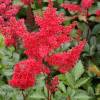 Astilbe Rojo