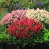 Astilbe Rojo