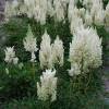 Astilbe Blanco