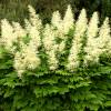 Astilbe Blanco