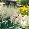 Astilbe Blanco