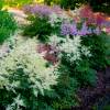 Astilbe Blanco