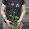 Equin�cea 'Cheyenne Spirit'
