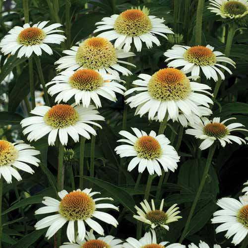Equinácea 'Secret Pride' venta Equinácea 'Secret Pride' / Echinacea Secret Pride Equinácea 'Secret Pride' venta Equinácea 'Secret Pride' / Echinacea Secret Pride