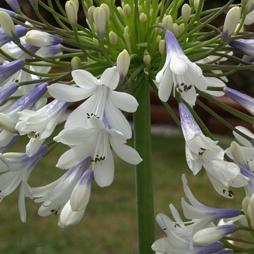 Agapanto 'Enigma' : venta Agapanto 'Enigma' / Agapanthus Enigma