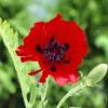 Amapola de Oriente roja