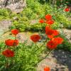 Amapola de Oriente naranja