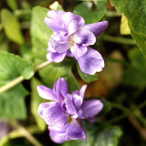 Violeta de olor 'Parme de Toulouse' : venta Violeta de olor 'Parme de  Toulouse' / Viola odorata Parme de Toulouse