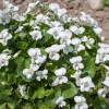 Violeta de olor blanca