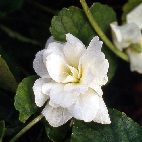 Violeta de olor blanca : venta Violeta de olor blanca / Viola odorata alba