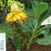 Plátano enano chino, flor de loto dorada
