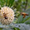 Cephalanthus occidental