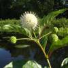 Cephalanthus occidental