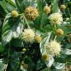 Cephalanthus occidental