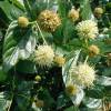 Cephalanthus occidental