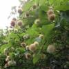 Cephalanthus occidental