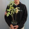 Cephalanthus occidental