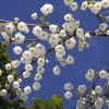 Halesia, rbol de campanillas plateadas