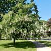 Halesia, rbol de campanillas plateadas