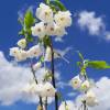 Halesia, rbol de campanillas plateadas