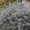 Teucrio, Olivillo, Salvia amarca