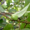 Actinidia kolomikta