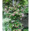 Actinidia kolomikta