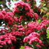 Espino de flores roja 'Paul's Scarlet'