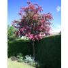 Espino de flores roja 'Paul's Scarlet'