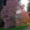 Magnolia estrellada Rosa